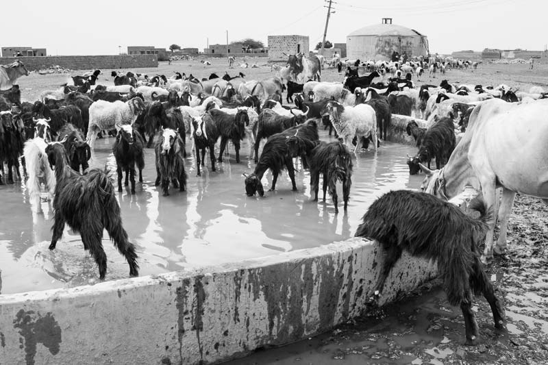 Animals drinking water supplied by the Indira Gandhi Canal under a multi-village rural water supply scheme in Jaisalmer district, Rajasthan